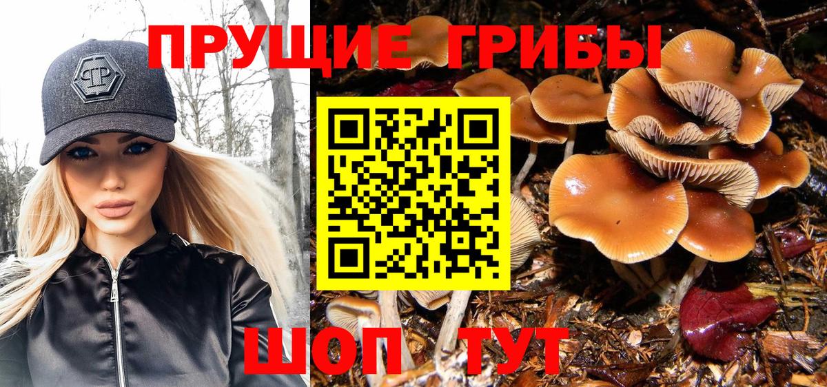 Галлюциногенные грибы Psilocybe Дедовск